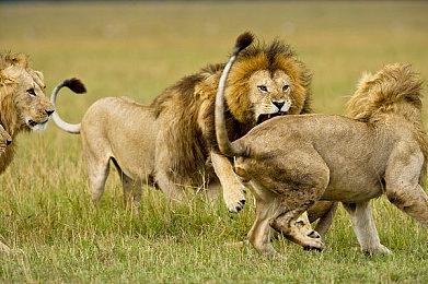 老外发现PSplus会员漏洞 可免费获得《生化危机7》