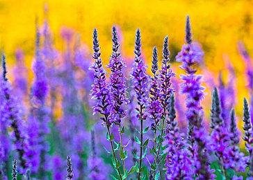 动画改编动作冒险游戏《奇迹少女：巴黎围攻》Steam页面上线 10月26日发售