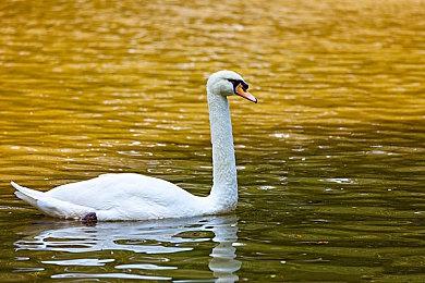 《名侦探柯南：黑铁的鱼影》最新宣传片 4月14日上映